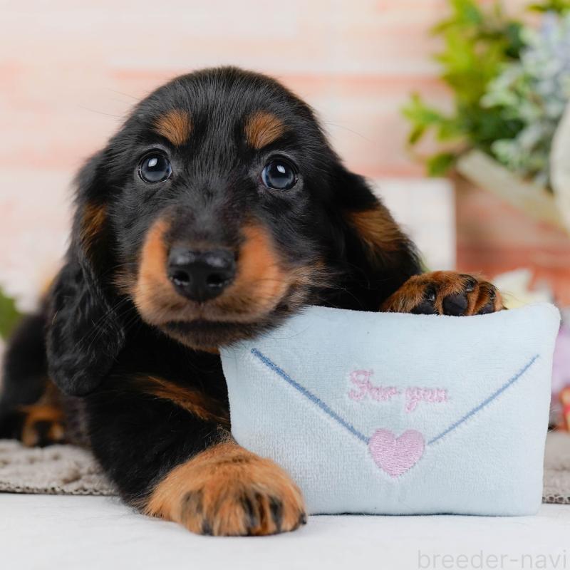 販売中の神奈川県のミニチュアダックスフンド(ロングヘアード)-436351の1枚目