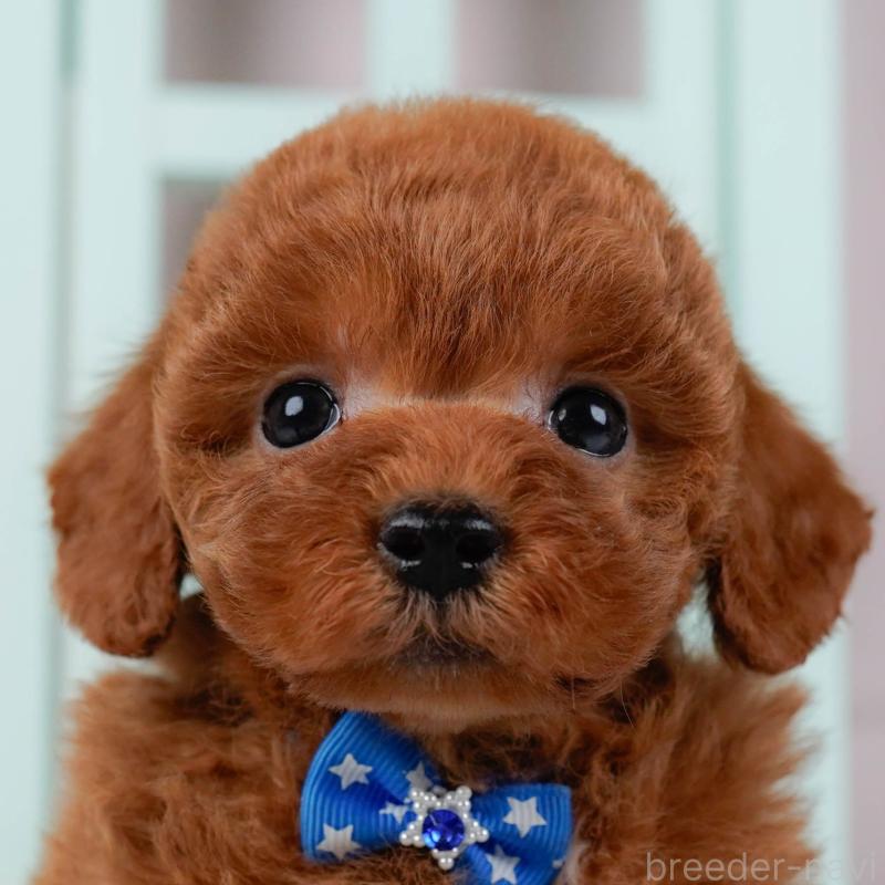 販売中の神奈川県のトイプードル-436354