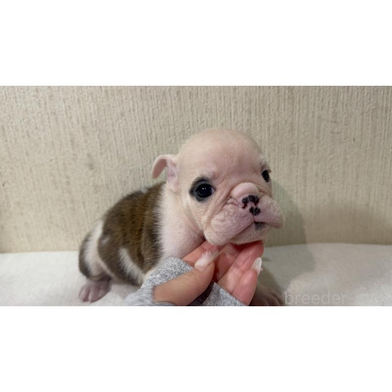 販売中の奈良県のブルドッグ-436352の4枚目