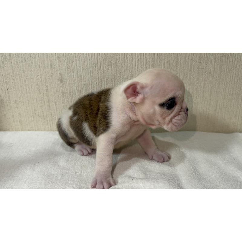 販売中の奈良県のブルドッグ-436352の3枚目