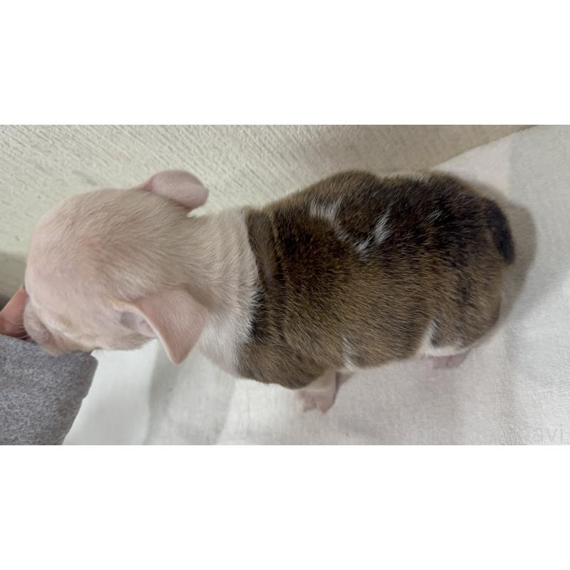 販売中の奈良県のブルドッグ-436352の2枚目