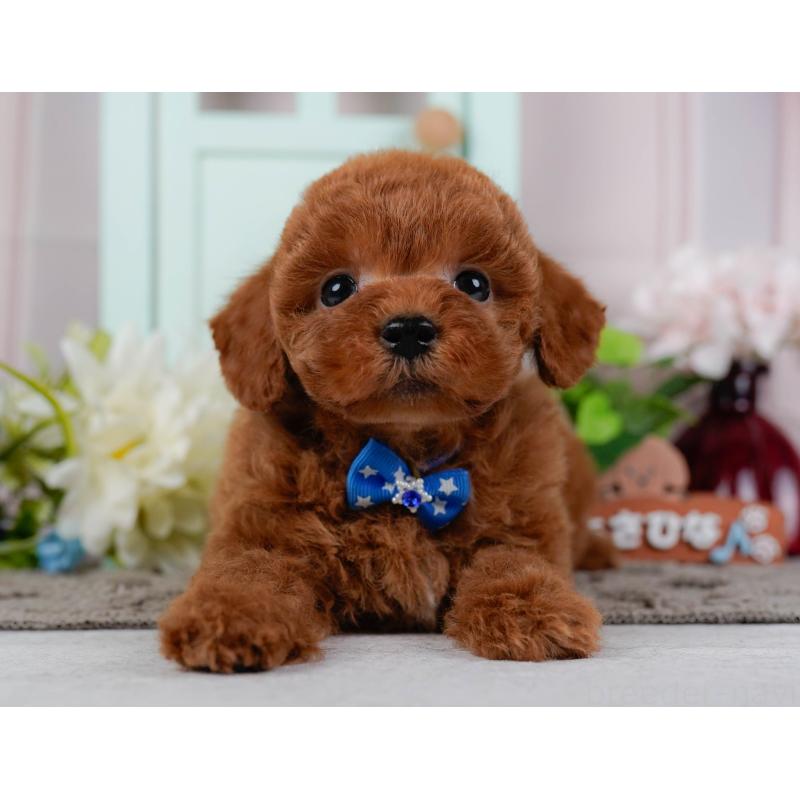 販売中の神奈川県のトイプードル-436354の12枚目