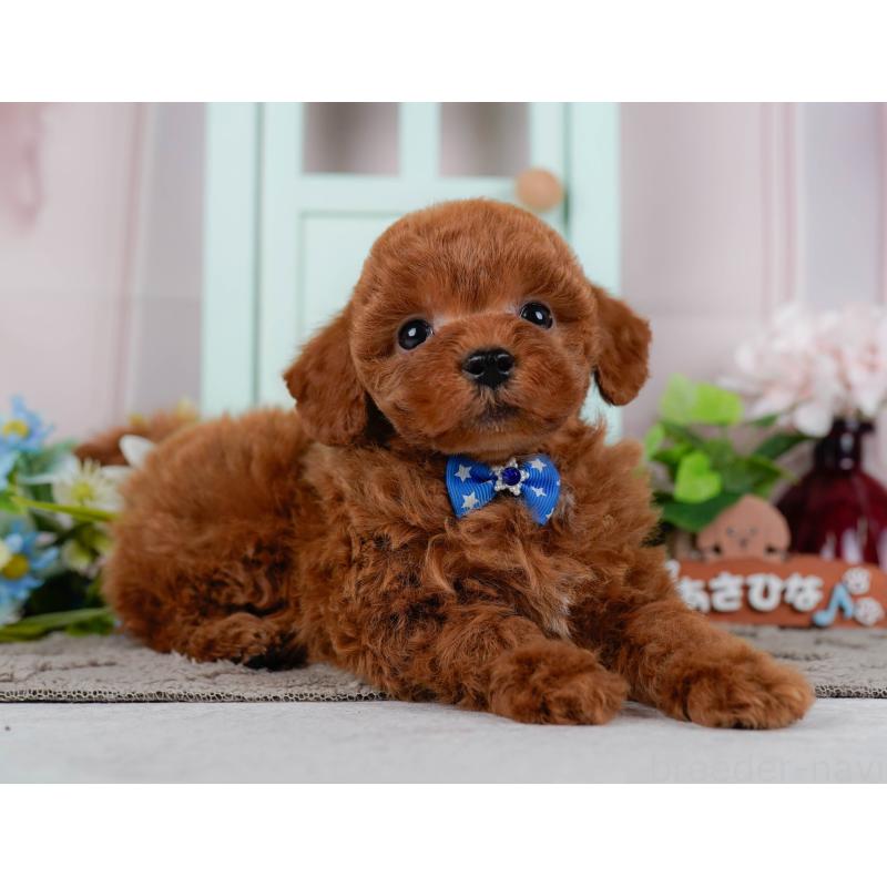 販売中の神奈川県のトイプードル-436354の10枚目