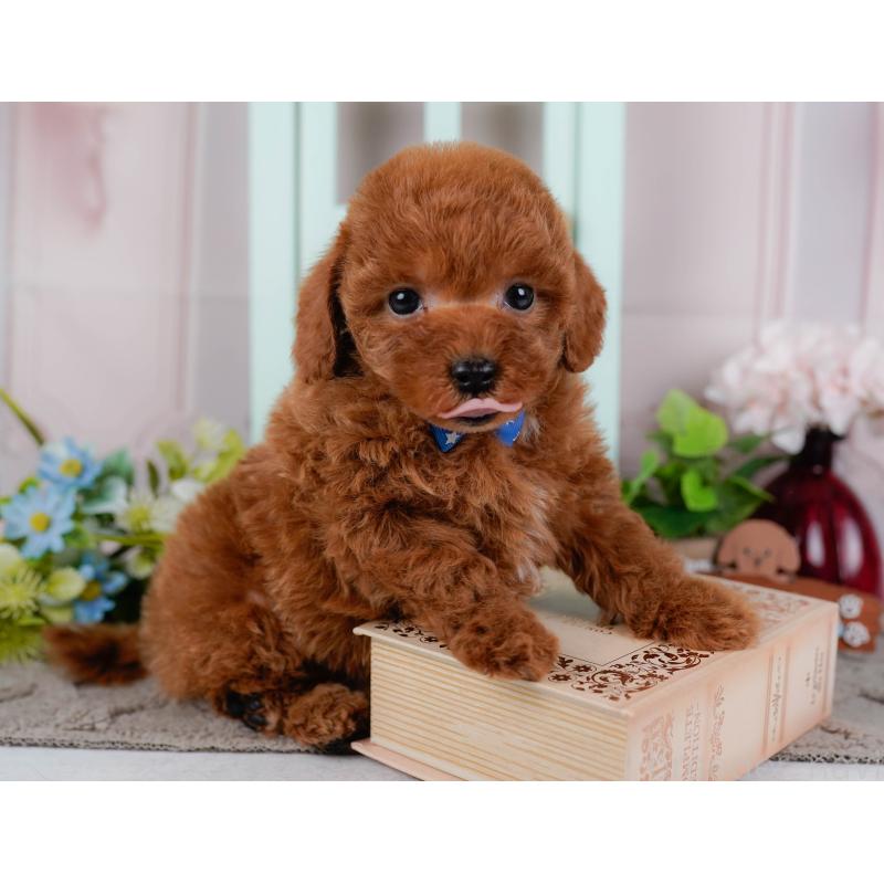 販売中の神奈川県のトイプードル-436354の7枚目