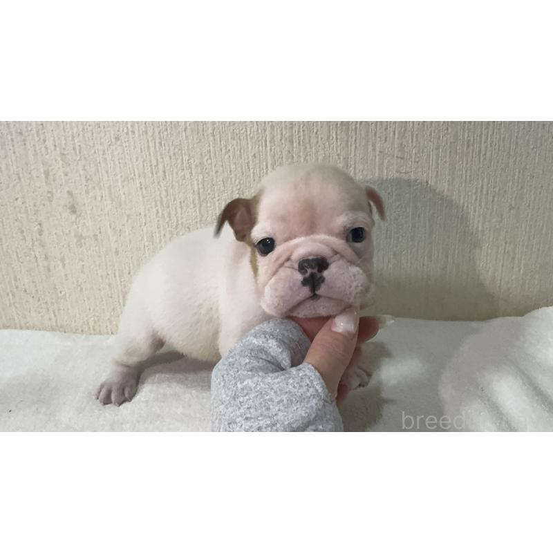 販売中の奈良県のブルドッグ-436353の5枚目