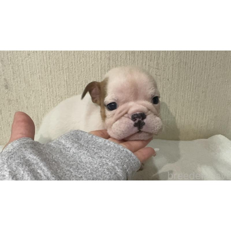 販売中の奈良県のブルドッグ-436353の4枚目