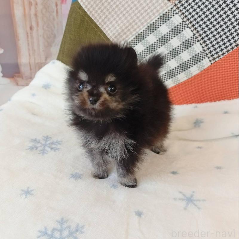 成約済の和歌山県のポメラニアン-429812の5枚目