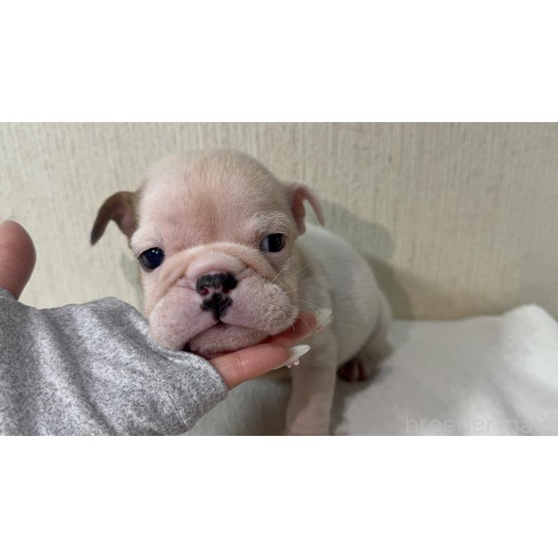 販売中の奈良県のブルドッグ-436353の3枚目