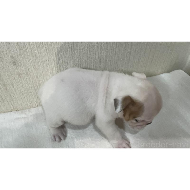 販売中の奈良県のブルドッグ-436353の2枚目