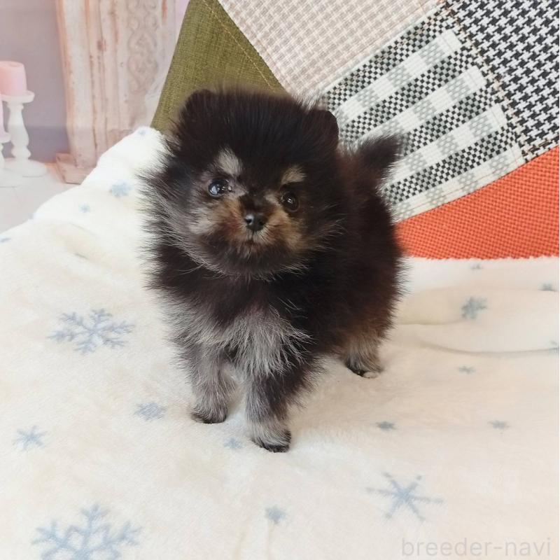 成約済の和歌山県のポメラニアン-429812の4枚目