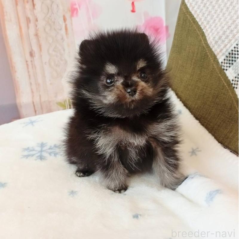 成約済の和歌山県のポメラニアン-429812の3枚目