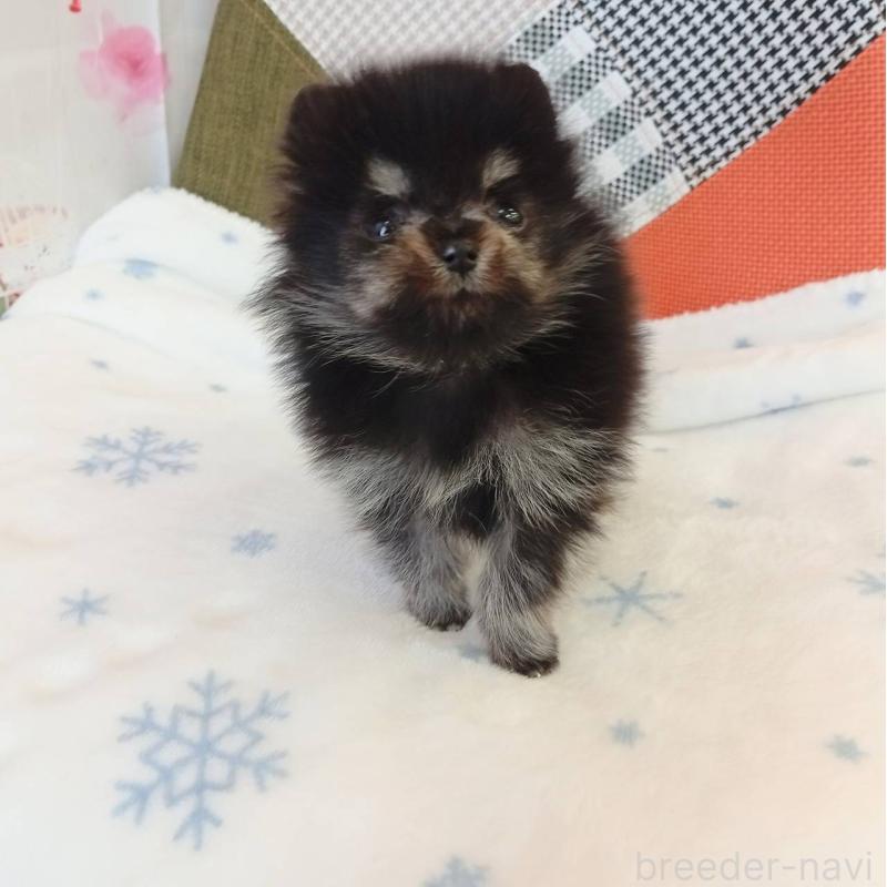 成約済の和歌山県のポメラニアン-429812の2枚目