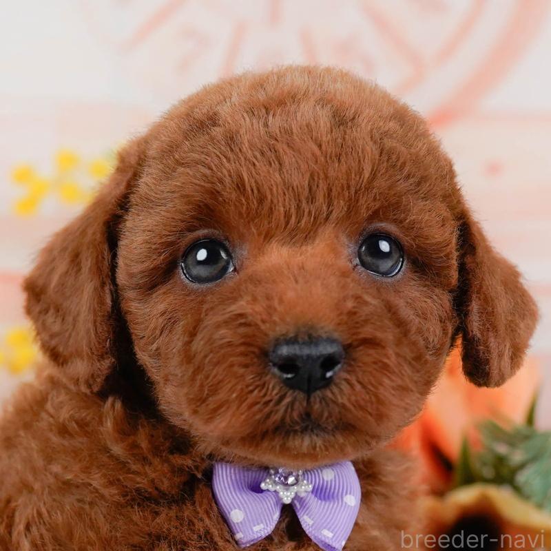 販売中の神奈川県のトイプードル-436357