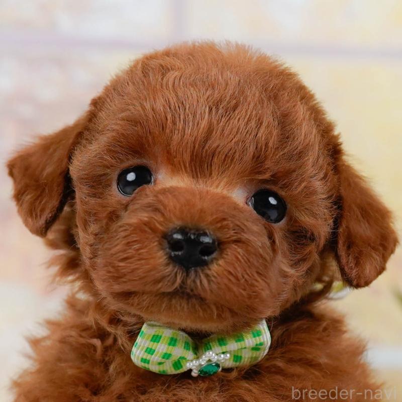 販売中の神奈川県のトイプードル-436360