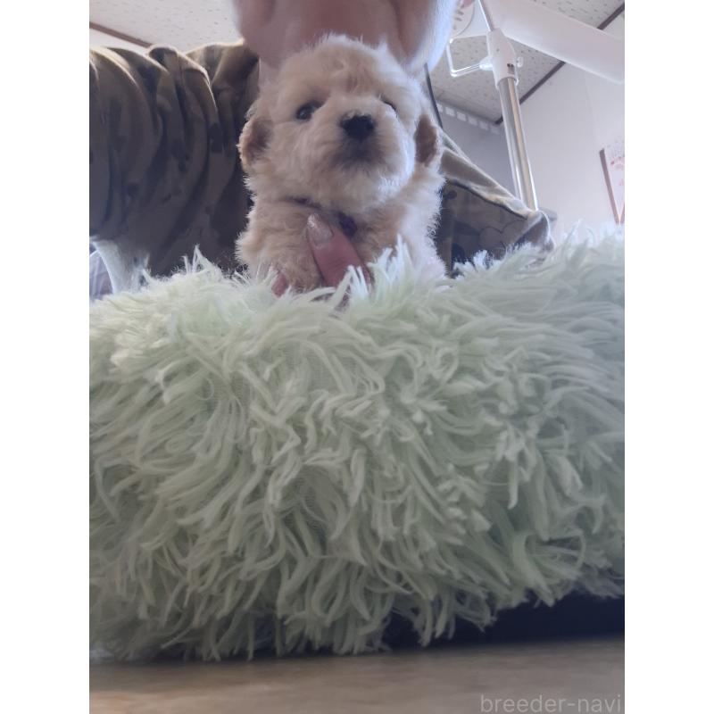 商談中の群馬県のビションプー:ビションフリーゼ×トイプードル-432975の6枚目