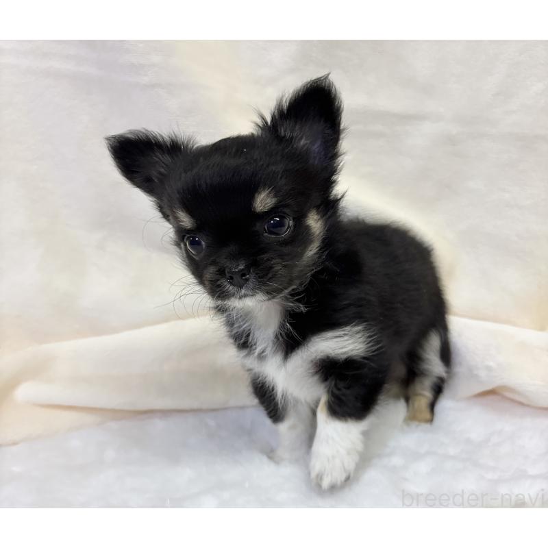 成約済の千葉県のチワワ(ロングコート)-430928の18枚目