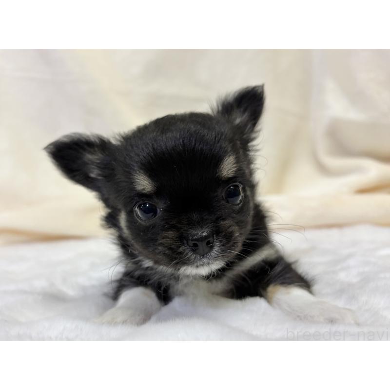 成約済の千葉県のチワワ(ロングコート)-430928の17枚目