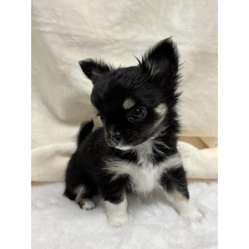 成約済の千葉県のチワワ(ロングコート)-430928の16枚目