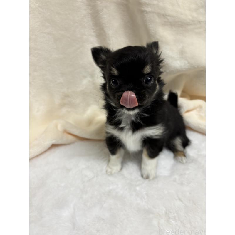 成約済の千葉県のチワワ(ロングコート)-430928の15枚目