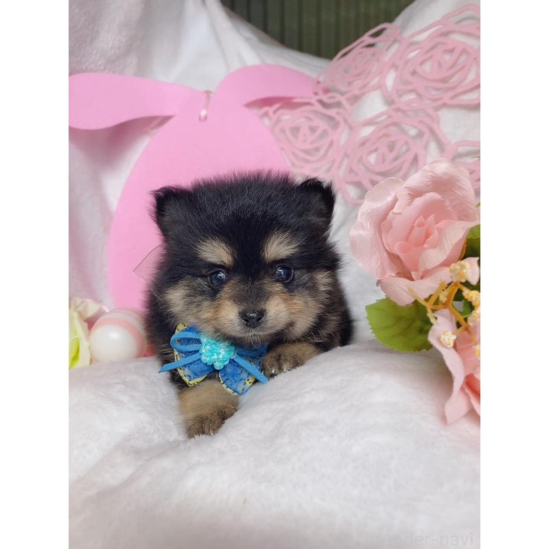 成約済の千葉県のポメラニアン-431843の3枚目