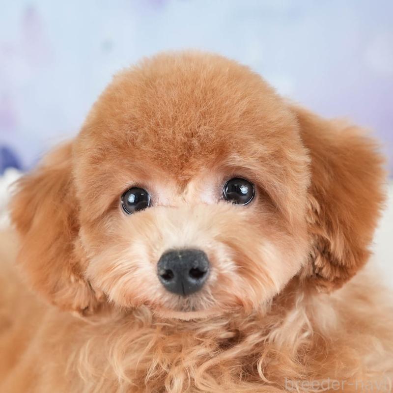 販売中ののトイプードル-436366