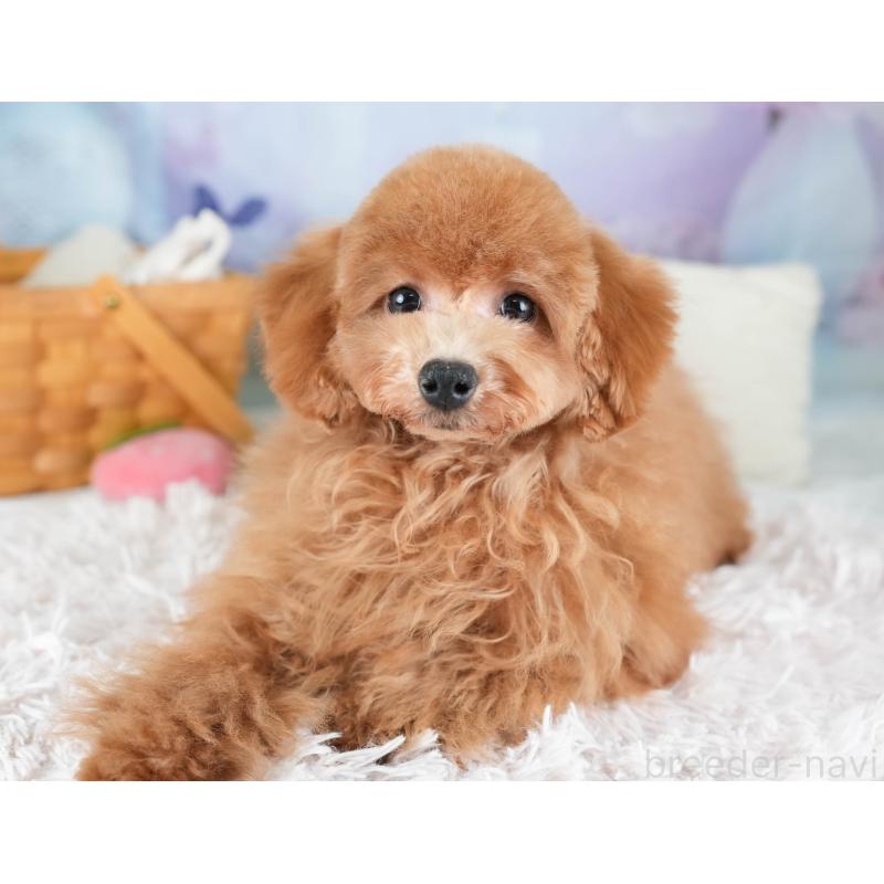 販売中の埼玉県のトイプードル-436366の9枚目