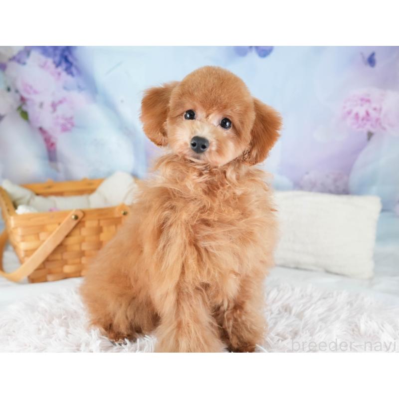 販売中の埼玉県のトイプードル-436366の8枚目