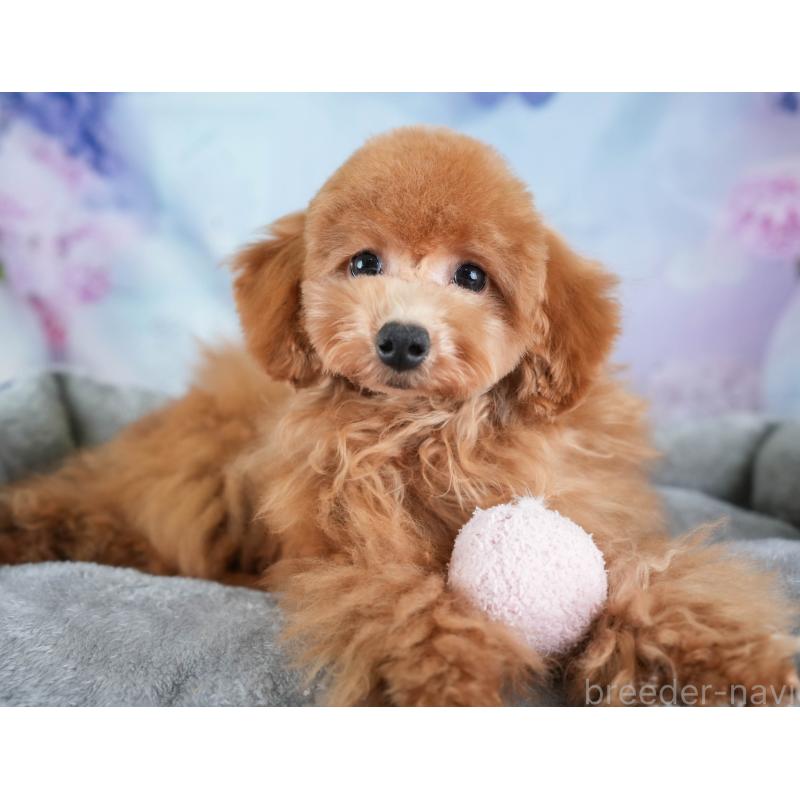 販売中の埼玉県のトイプードル-436366の7枚目