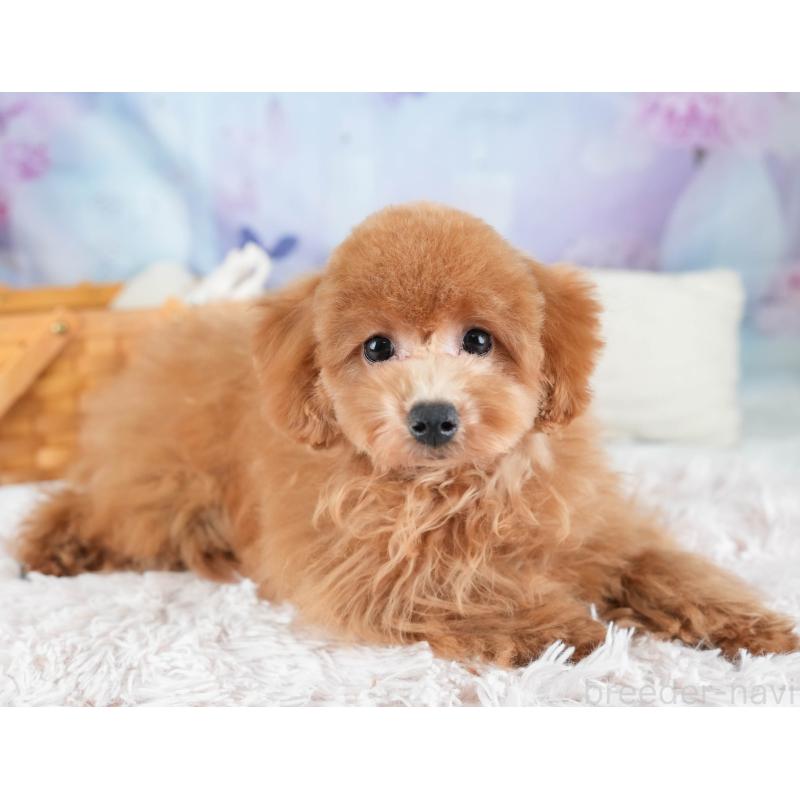 販売中の埼玉県のトイプードル-436366の6枚目