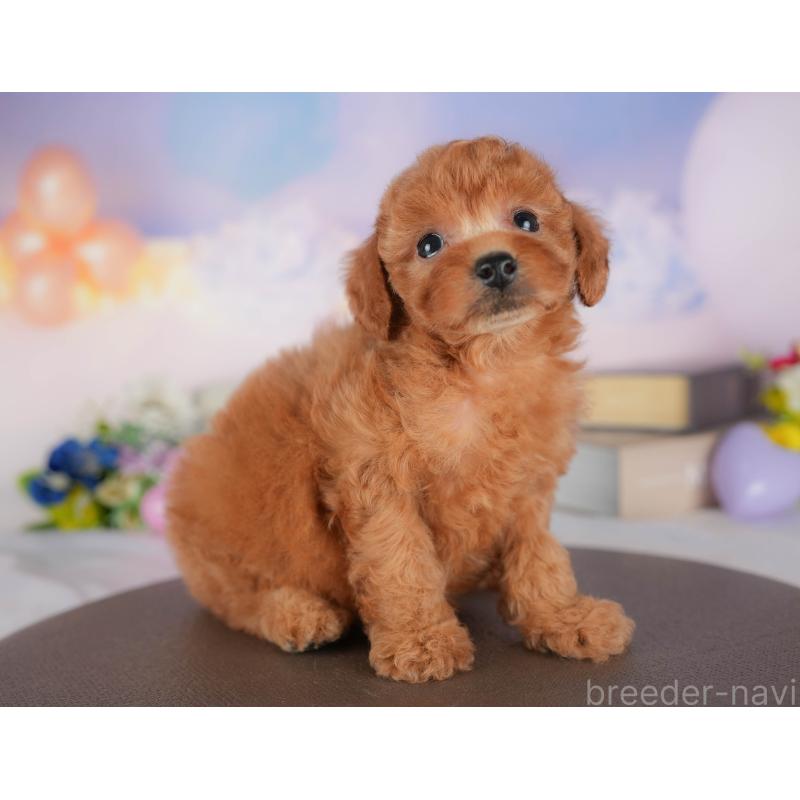 販売中の埼玉県のトイプードル-436366の5枚目