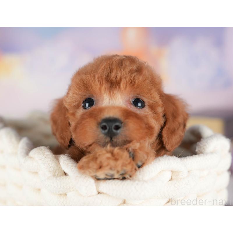 販売中の埼玉県のトイプードル-436366の4枚目