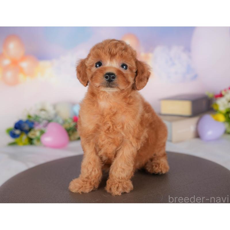 販売中の埼玉県のトイプードル-436366の3枚目