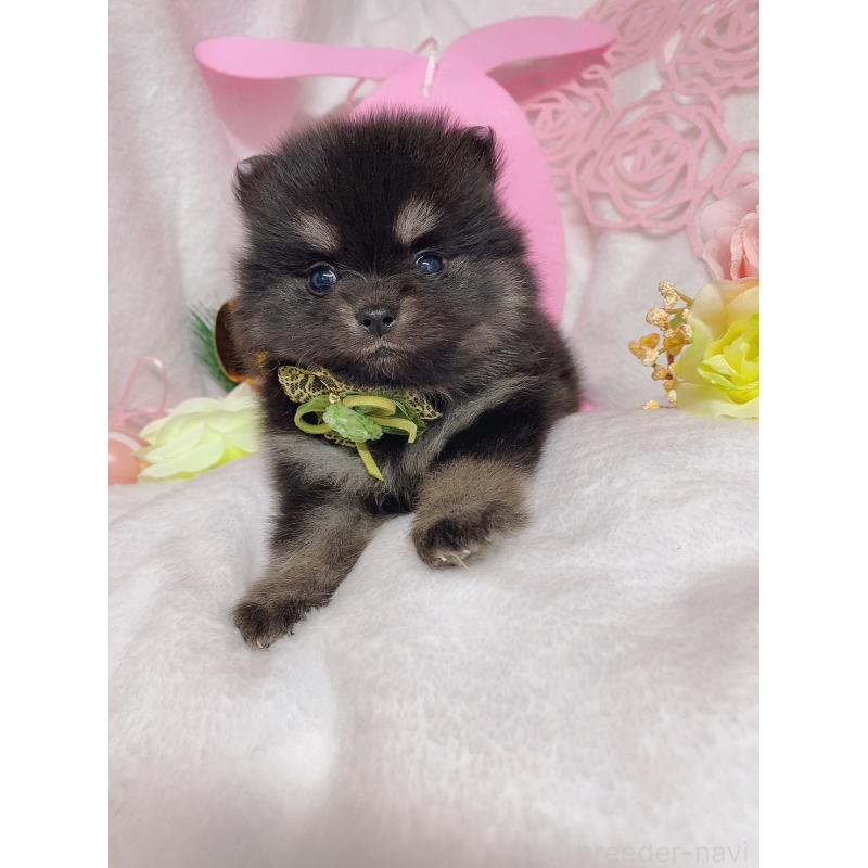 成約済の千葉県のポメラニアン-431844の3枚目