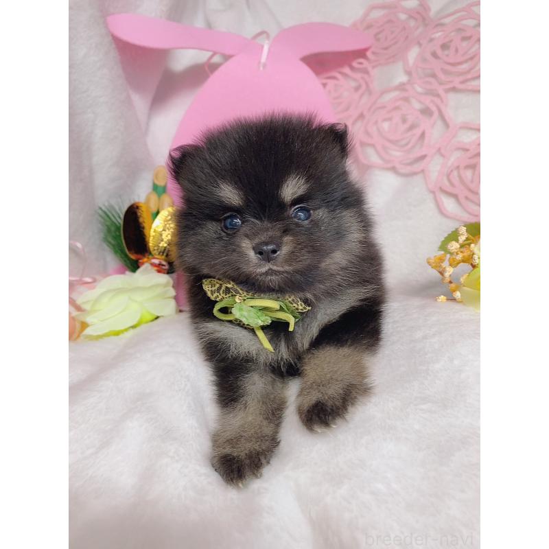 成約済の千葉県のポメラニアン-431844の2枚目