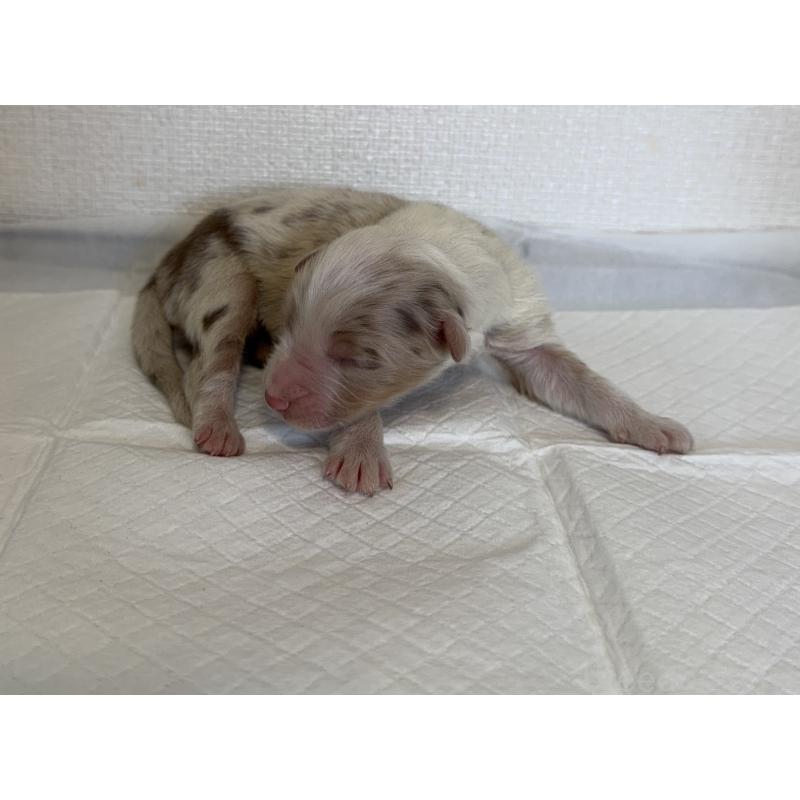 販売中の山梨県のオーストラリアンシェパード-436370の5枚目