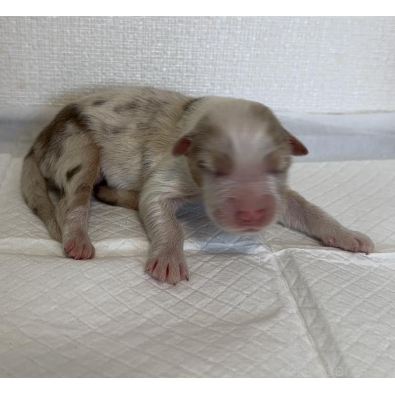 販売中の山梨県のオーストラリアンシェパード-436370の4枚目