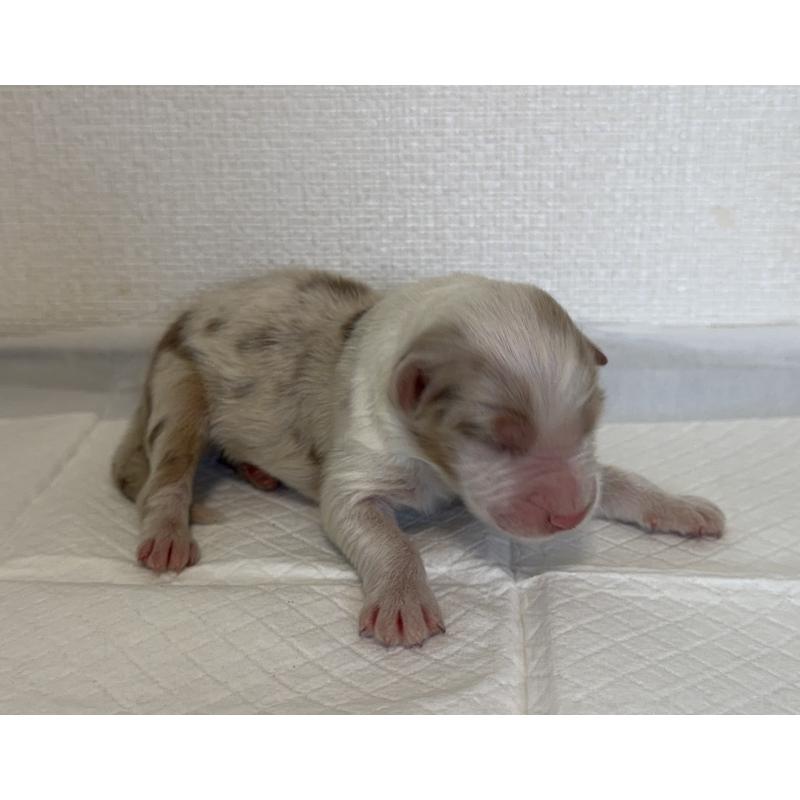 販売中の山梨県のオーストラリアンシェパード-436370の3枚目