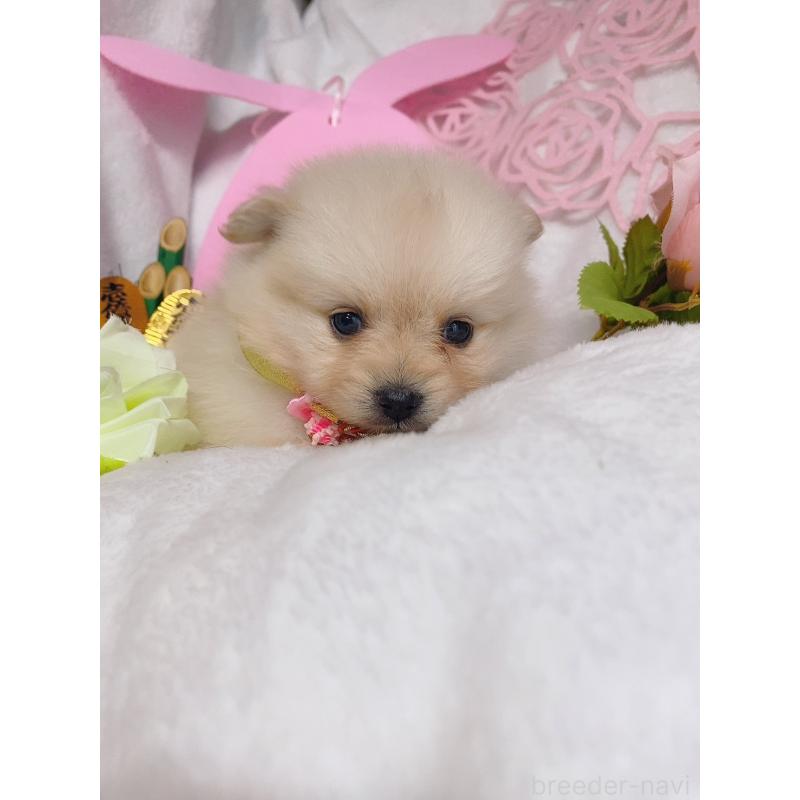 成約済の千葉県のポメラニアン-431832の2枚目