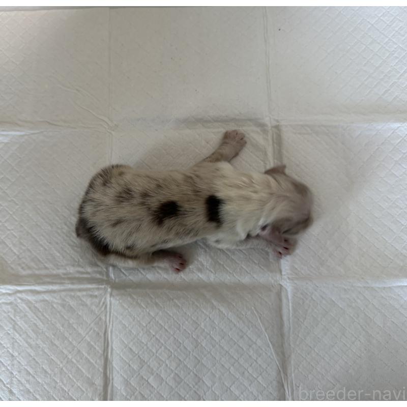 販売中の山梨県のオーストラリアンシェパード-436370の2枚目