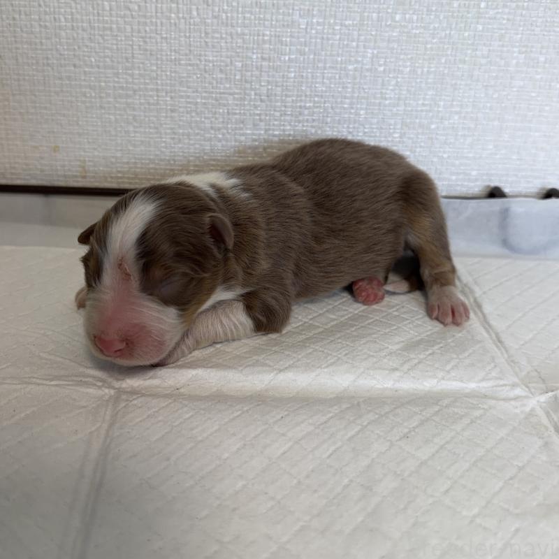 販売中の山梨県のオーストラリアンシェパード-436371の5枚目