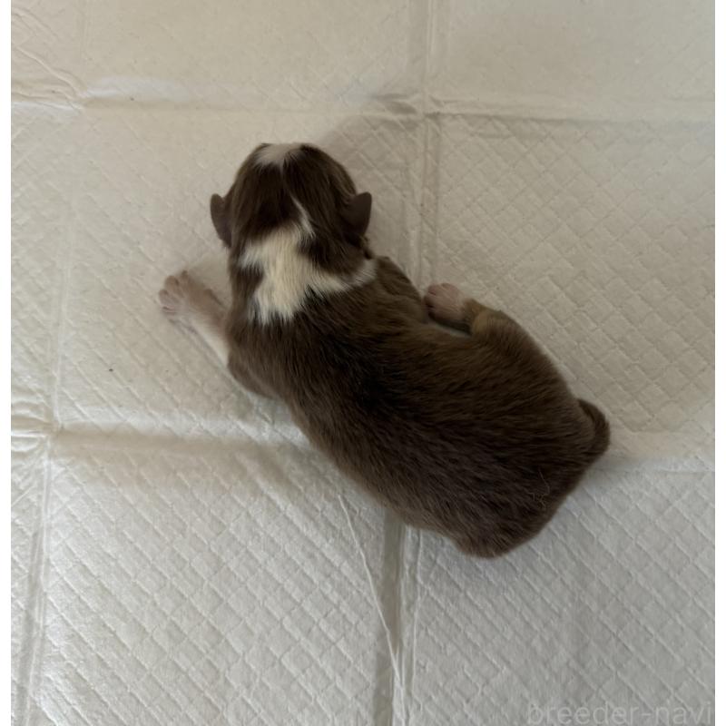 販売中の山梨県のオーストラリアンシェパード-436371の4枚目