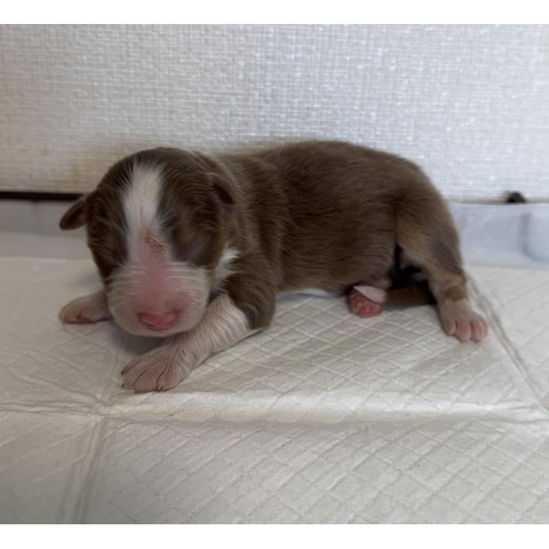 販売中の山梨県のオーストラリアンシェパード-436371の3枚目