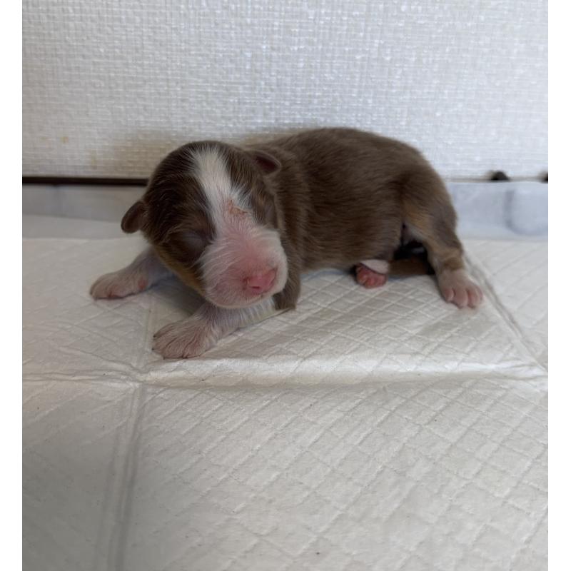 販売中の山梨県のオーストラリアンシェパード-436371の2枚目