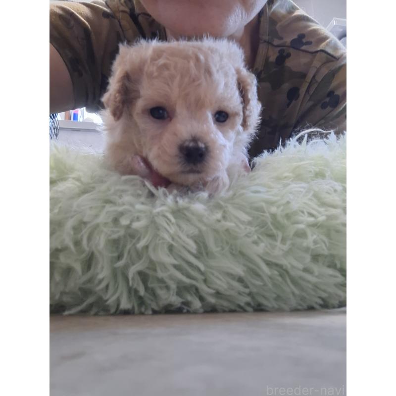 商談中の群馬県のビションプー:ビションフリーゼ×トイプードル-432978の7枚目