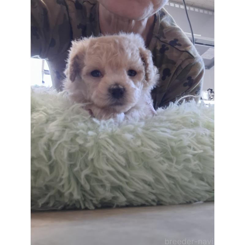 商談中の群馬県のビションプー:ビションフリーゼ×トイプードル-432978の6枚目