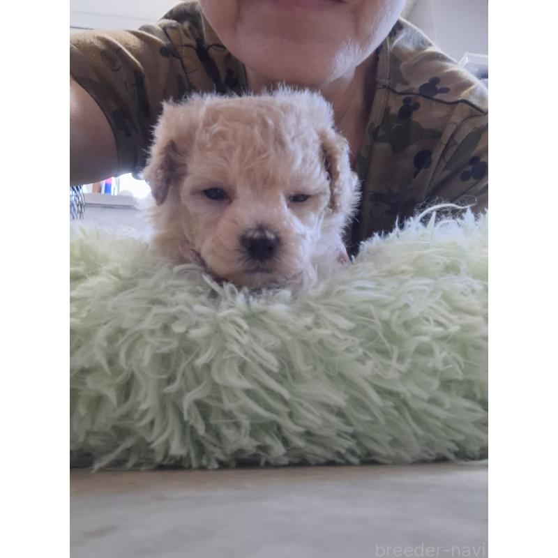 商談中の群馬県のビションプー:ビションフリーゼ×トイプードル-432978の5枚目