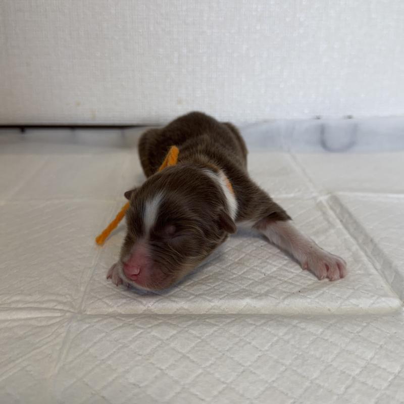 販売中の山梨県のオーストラリアンシェパード-436373の6枚目