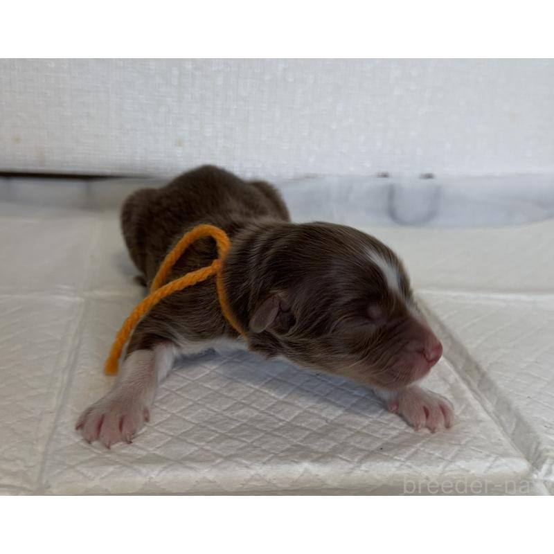 販売中の山梨県のオーストラリアンシェパード-436373の5枚目