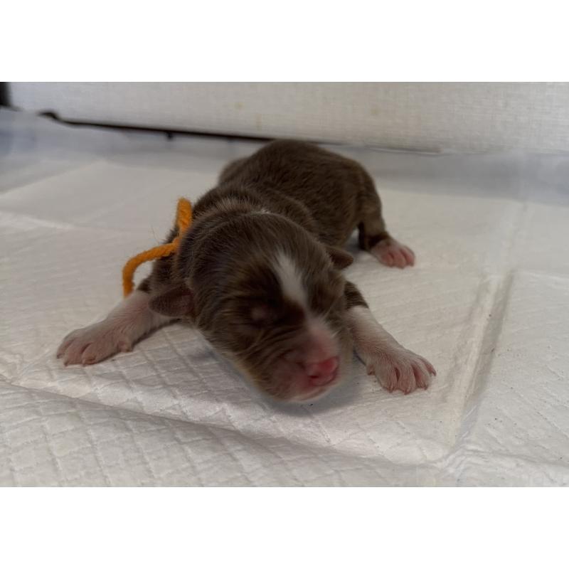 販売中の山梨県のオーストラリアンシェパード-436373の4枚目