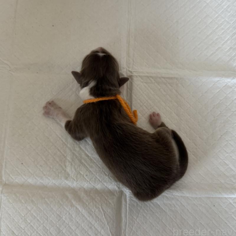 販売中の山梨県のオーストラリアンシェパード-436373の3枚目